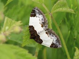 Attēlu rezultāti vaicājumam “Mesoleuca albicillata”