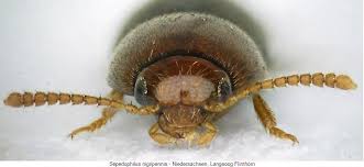 Attēlu rezultāti vaicājumam “Sepedophilus sp.”