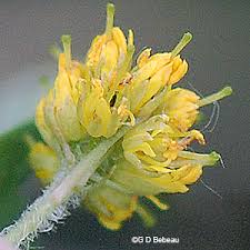 Attēlu rezultāti vaicājumam “Lysimachia thyrsiflora bud”