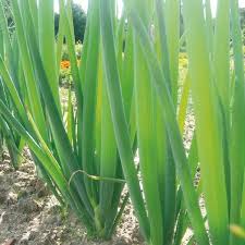 Résultat de recherche d'images pour "Allium fistulosum"