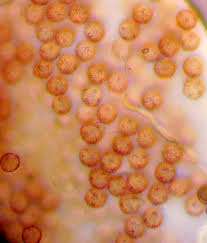 Attēlu rezultāti vaicājumam “Comatricha meandrispora macro”