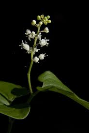 Attēlu rezultāti vaicājumam “Maianthemum bifolium flower”