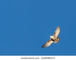 Image result for Ptyonoprogne rupestris