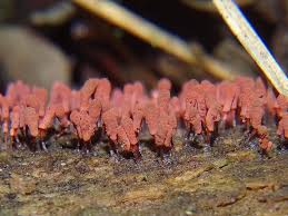 Attēlu rezultāti vaicājumam “Arcyria denudata”