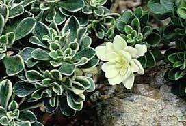 Image result for Aichryson