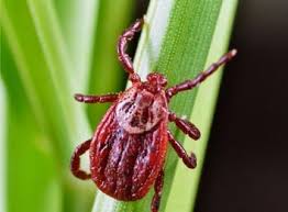 Attēlu rezultāti vaicājumam “Dermacentor reticulatus”