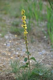 Attēlu rezultāti vaicājumam “Verbascum nigrum”