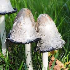 Image result for coprinus