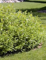 Attēlu rezultāti vaicājumam “Betula nana”