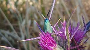 Attēlu rezultāti vaicājumam “Adscita statices”