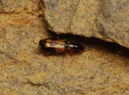 Attēlu rezultāti vaicājumam “Calodromius spilotus”