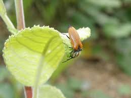 Attēlu rezultāti vaicājumam “Anostirus castaneus”