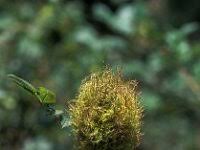 Attēlu rezultāti vaicājumam “Diplolepis eglanteriae”