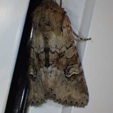 Attēlu rezultāti vaicājumam “Apamea sordens”