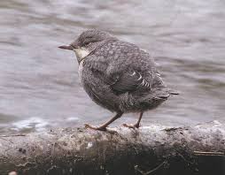 Attēlu rezultāti vaicājumam “Cinclus cinclus”