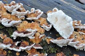 Attēlu rezultāti vaicājumam “Trametes ochracea”