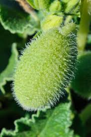 Attēlu rezultāti vaicājumam “Echinocystis lobata leaf”