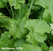 Attēlu rezultāti vaicājumam “Saxifragaceae”