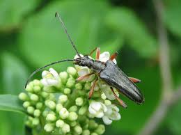 Attēlu rezultāti vaicājumam “Stenocorus meridianus”