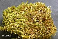 Attēlu rezultāti vaicājumam “Bryum caespiticium”