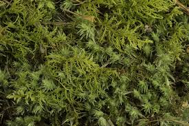 Attēlu rezultāti vaicājumam “Thuidium recognitum”