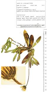 Attēlu rezultāti vaicājumam “Pilosella officinarum”