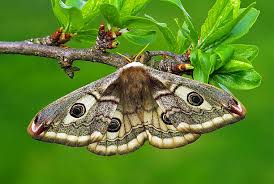 Attēlu rezultāti vaicājumam “Saturnia pavonia female”