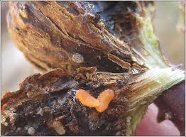 Attēlu rezultāti vaicājumam “Lasioptera rubi”