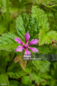 Attēlu rezultāti vaicājumam “Rubus arcticus flower”