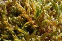 Attēlu rezultāti vaicājumam “Hypnum cupressiforme var. lacunosum sporophyte”