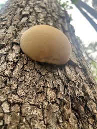 Attēlu rezultāti vaicājumam “Reticularia lycoperdon young”