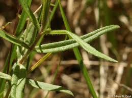 Attēlu rezultāti vaicājumam “Veronica scutellata flower”