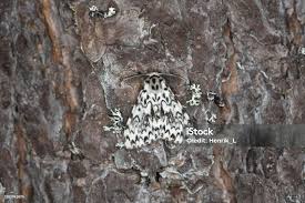 Attēlu rezultāti vaicājumam “Lymantria monacha”