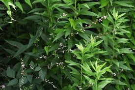 Attēlu rezultāti vaicājumam “Liceaceae”