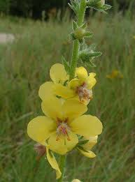 Image result for Verbascum blattaria