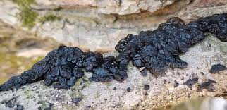 Attēlu rezultāti vaicājumam “Exidia glandulosa”