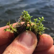 Attēlu rezultāti vaicājumam “Elatinaceae”