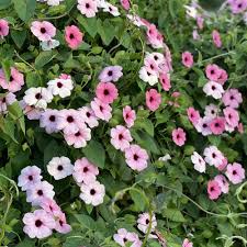 Image result for schwarzäugige Susanne