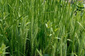 Attēlu rezultāti vaicājumam “Hippuris vulgaris leaf”
