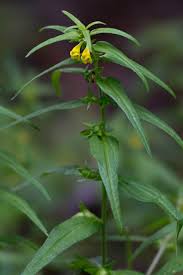 Attēlu rezultāti vaicājumam “Melampyrum sylvaticum”