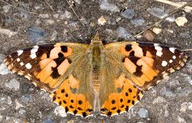 Attēlu rezultāti vaicājumam “Vanessa cardui upperside”