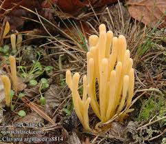 Attēlu rezultāti vaicājumam “Clavaria argillacea”