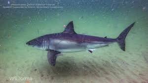 Image result for Carcharodon carcharias