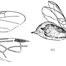 Attēlu rezultāti vaicājumam “Vouauxiomyces santessonii”