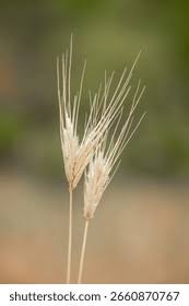 Attēlu rezultāti vaicājumam “Hordelymus europaeus leaf”