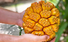 Attēlu rezultāti vaicājumam “Trifolium spadiceum fruit”