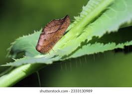 Attēlu rezultāti vaicājumam “Drepanepteryx phalaenoides”