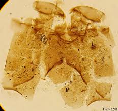 Attēlu rezultāti vaicājumam “Tanytarsus”