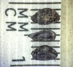 Attēlu rezultāti vaicājumam “Danthonia decumbens fruit”