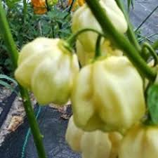 Afbeeldingsresultaat voor white habanero hot pepper
